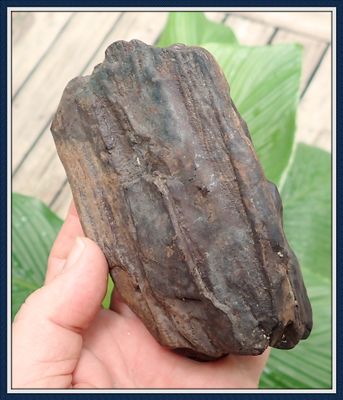 ~ Columbian Mammoth Tooth Partial ~ Pliestocene ICE AGE  Fossil ~ Suwannee River ~
