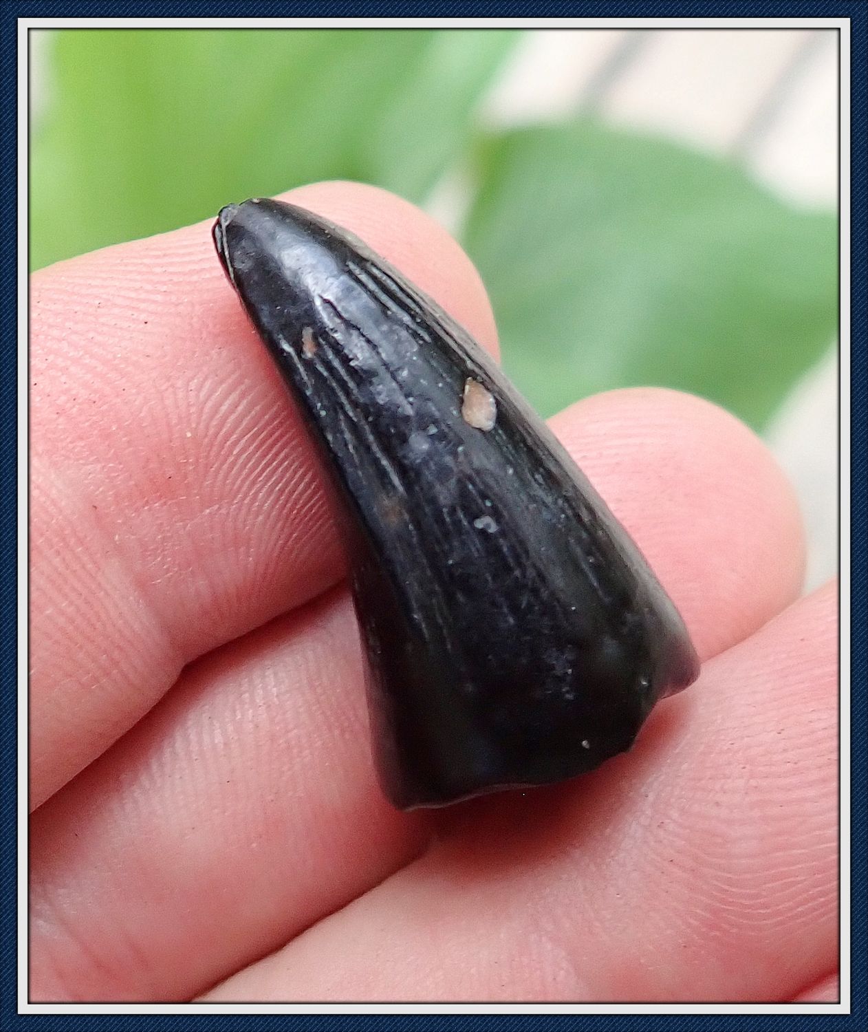 ~ Mosasaur Tooth ~ Dinosaur Age ~ Cretatious Era 60 Million Yr Old Tooth ~ from East Central Alabama ~ Personal Find ~ ~ Mosasaur Tooth ~ Dinosaur Age ~ Cretatious Era 60 Million Yr Old Tooth ~ from East Central Alabama ~ Personal Find ~