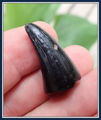 ~ Mosasaur Tooth ~ Dinosaur Age ~ Cretatious Era 60 Million Yr Old Tooth ~ from East Central Alabama ~ Personal Find ~