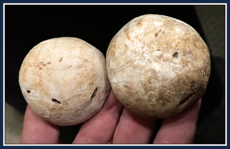 ~ South Georgia ~ Extinct Sea Urchin ~