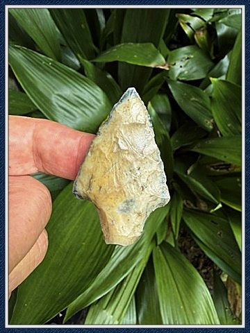 ~ Pasco Co. Florida ~ Translucent Newnan Point ~ 1
