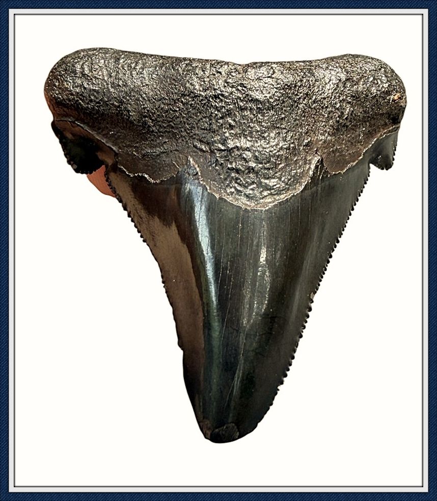 ~ 2 1/4 ~ 2 1/4" Suwannee River 45 Million Yr. Old ~ Auriculatus Shark Tooth ~
