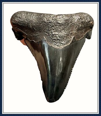 ~ 2 1/4" Suwannee River 45 Million Yr. Old ~ Auriculatus Shark Tooth ~