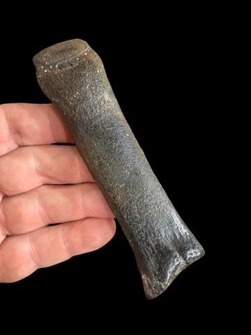 Fossilized Ice Age ~ Tapir Toe Bone Fossilized Ice Age ~ Tapir Toe Bone