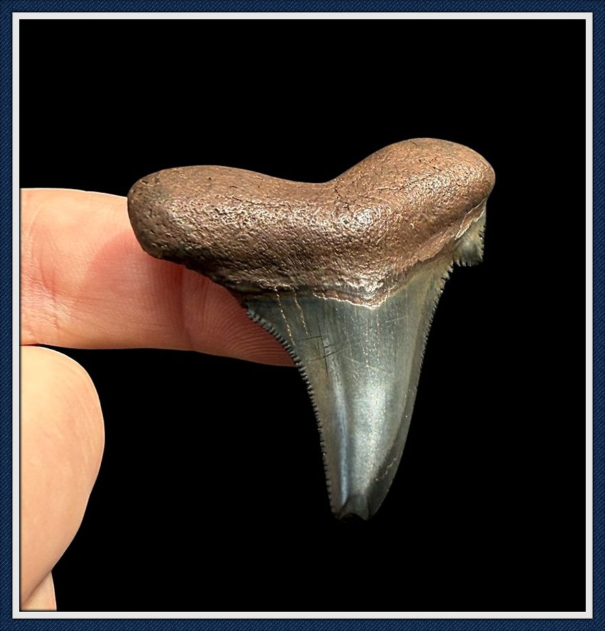 ~ 2 1/4 ~ 2 1/4" Suwannee River 45 Million Yr. Old ~ Auriculatus Shark Tooth ~
