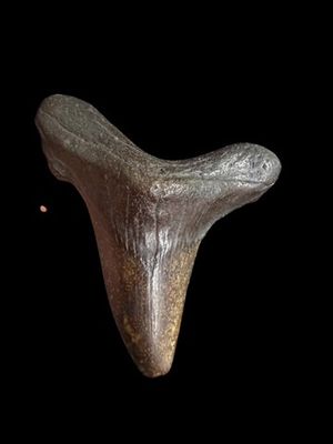 ~ 3 3/8" Flint River 45 Million Yr. Old ~ Auriculatus Shark Tooth ~