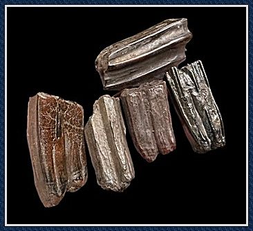 ~ Group of Suwannee River ~ ICE AGE ~ Horse Teeth ~ ~ Group of Suwannee River ~ ICE AGE ~ Horse Teeth ~
