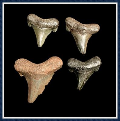 ~ Group of Suwannee River 45 Million Yr. Old ~ Auriculatus Shark Teeth ~