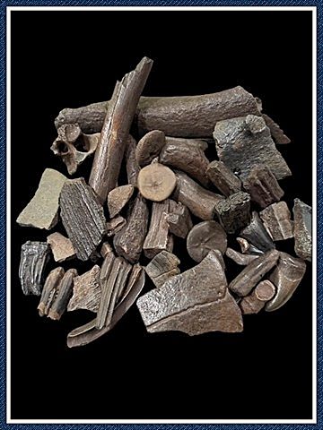 ~ Group of Suwannee River ~ Ice Age and Eocene Era Fossils ~ ~ Group of Suwannee River ~ Ice Age and Eocene Era Fossils ~