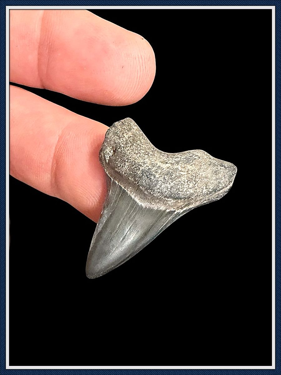 ~ Rare Cretaceous ~ Apex Predator ~   Ginsu Shark Tooth ~ 4