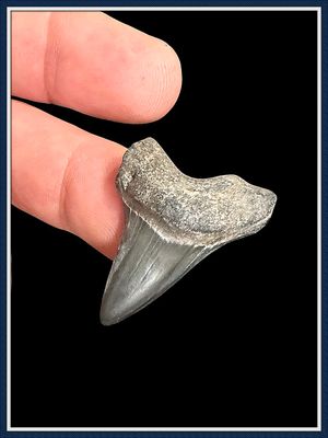 ~ Rare Cretaceous ~ Apex Predator ~   Ginsu Shark Tooth ~ 4