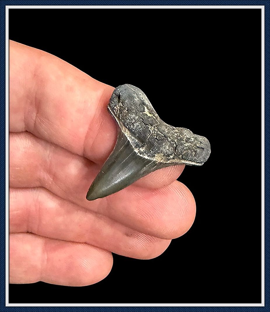 ~ Rare Cretaceous ~ Apex Predator ~   Ginsu Shark Tooth ~ 5
