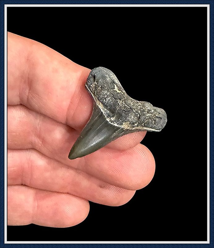 ~ Rare Cretaceous ~ Apex Predator ~   Ginsu Shark Tooth ~ 5