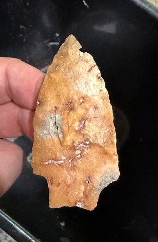 ~ Orange and Grey Hamilton Point ~ Full of Fossil Inclusions ~
