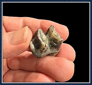~ Wacissa River ~ Extinct Ice Age ~ Tapir Teeth ~ ~ Wacissa River ~ Extinct Ice Age ~ Tapir Teeth ~