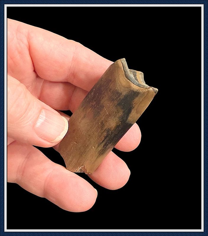 Beautiful Large Giant Sloth Tooth