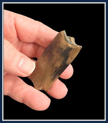 Beautiful Large Giant Sloth Tooth