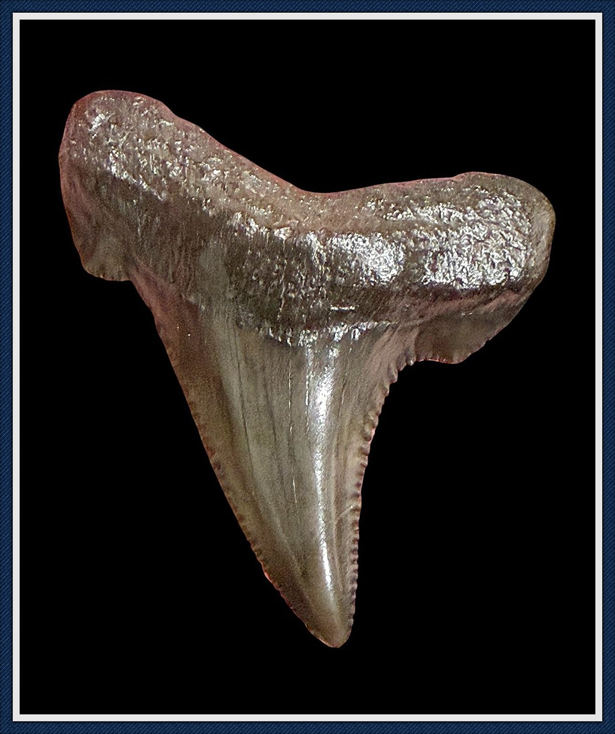 ~ 1 3/4" Suwannee River 45 Million Yr. Old ~ Auriculatus Shark Tooth ~ No. 2