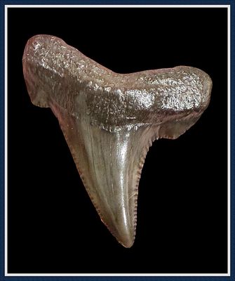 ~ 1 3/4" Suwannee River 45 Million Yr. Old ~ Auriculatus Shark Tooth ~ No. 2
