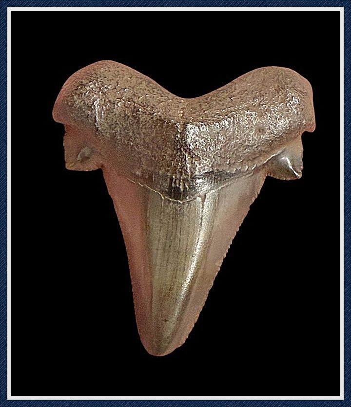 ~ 1 3/4" Suwannee River 45 Million Yr. Old ~ Auriculatus Shark Tooth ~ No. 3
