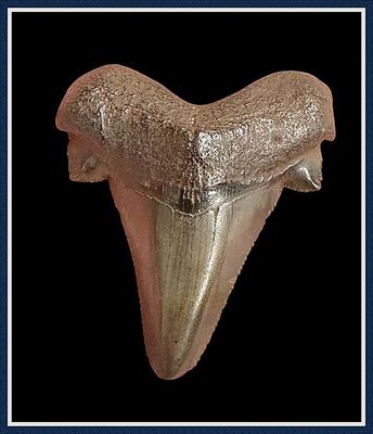 ~ 1 3/4" Suwannee River 45 Million Yr. Old ~ Auriculatus Shark Tooth ~ No. 3