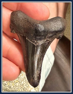~ 2 1/4" Suwannee River 45 Million Yr. Old ~ Auriculatus Shark Tooth ~ No. 5
