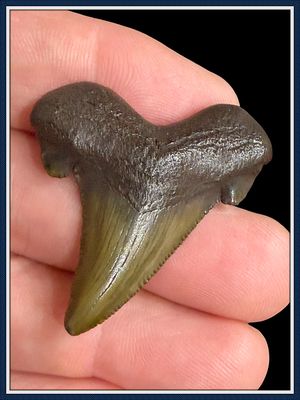~ 1 3/4" Suwannee River 45 Million Yr. Old ~ Auriculatus Shark Tooth ~ No. 1