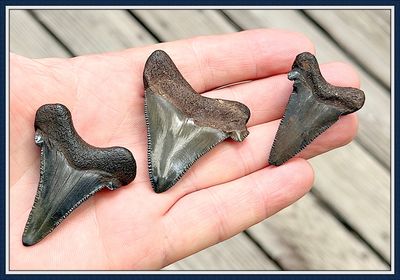 ~Group of 3 ~ Suwannee River 45 Million Yr. Old ~ Auriculatus Shark Tooth ~ No. 6