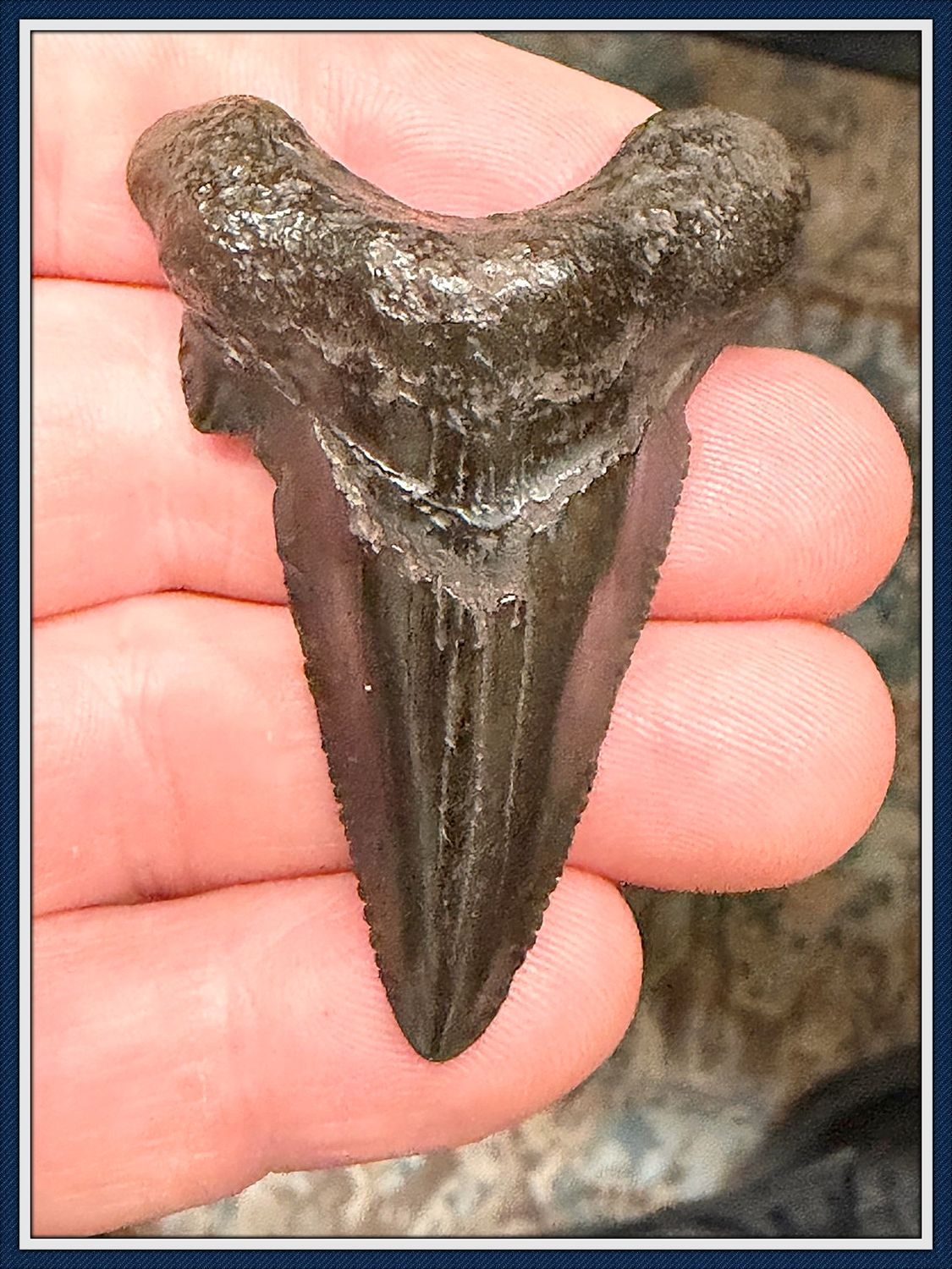 ~ 2 3/16" Suwannee River 45 Million Yr. Old ~ Auriculatus Shark Tooth ~ No. 4