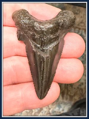 ~ 2 3/16" Suwannee River 45 Million Yr. Old ~ Auriculatus Shark Tooth ~ No. 4