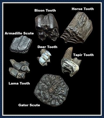 ~ Suwannee River Basin ~ Assortment Of Ice Age Teeth & Scutes