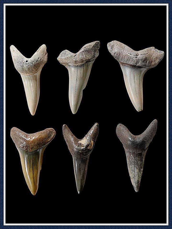 ~ Miscellanous Group  ~ 6 Shark Teeth ~