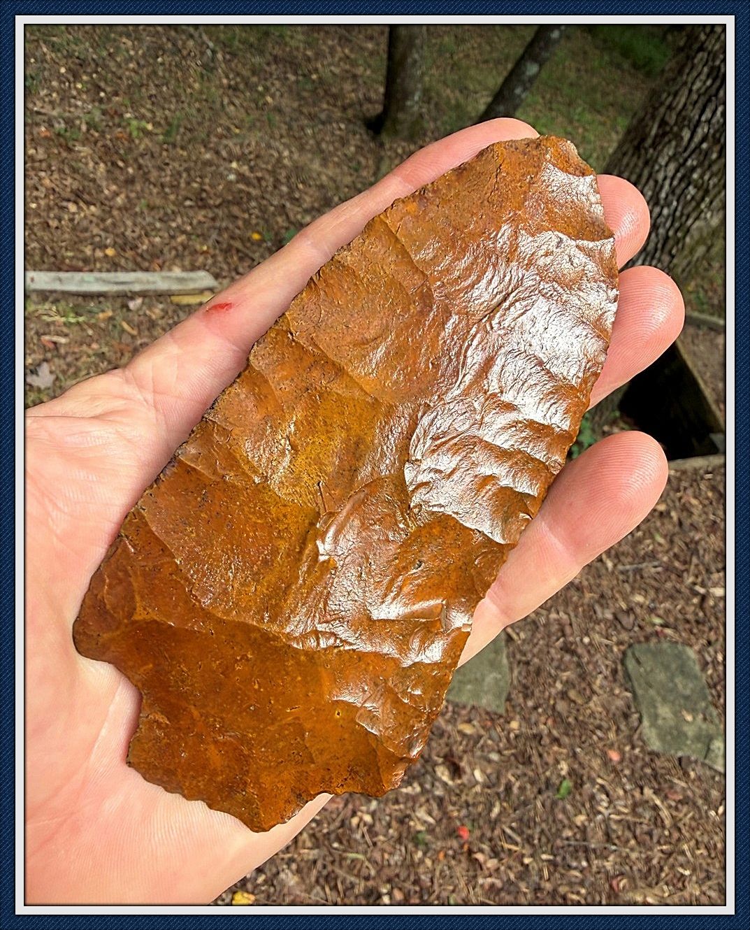 ~ Massive Wacissa 5 3/8" ~ Suwannee Co. Florida ~