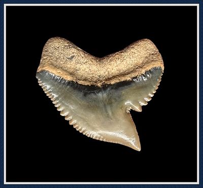 ~ 1 1/2" Tampa Bay ~ Bone Valley ~ Huge Tiger Shark Tooth ~