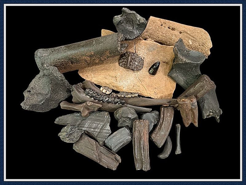 ~ Ice Age Fossil Pile ~ 2