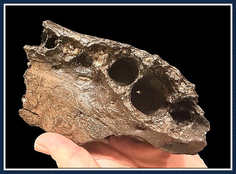 Rock Hard ~ Very Old Ice Age Alligator Jaw ~
