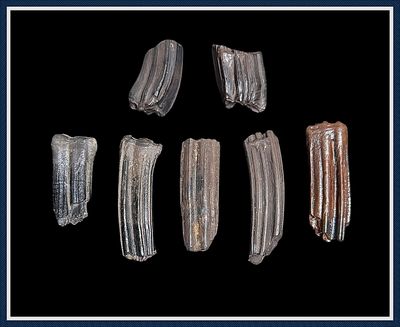 ~ 7 Extra Fine ~ Ice Age Horse Teeth ~