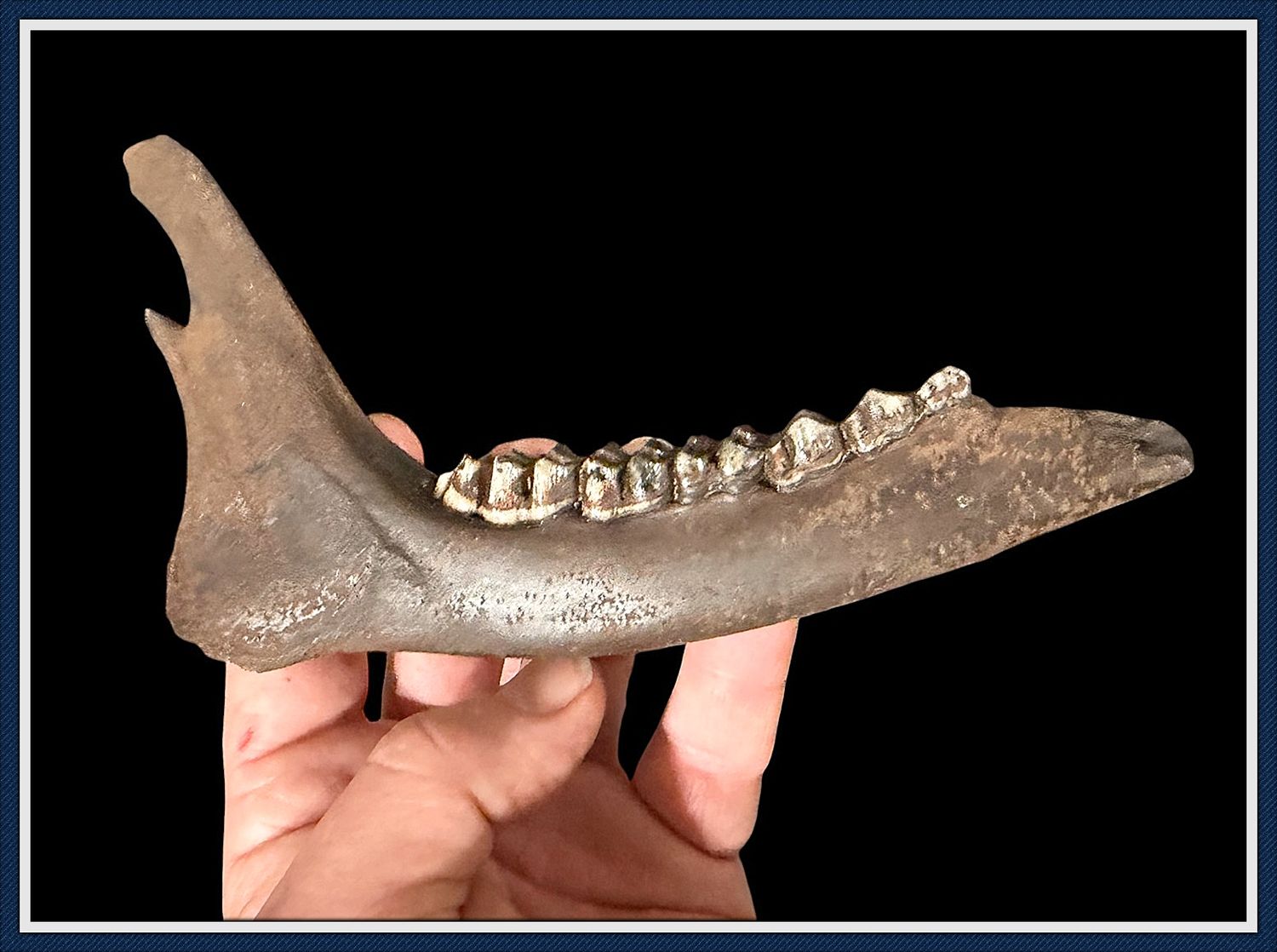 ~ Impressive Near Complete ~ Ice Age Deer Jaw ~