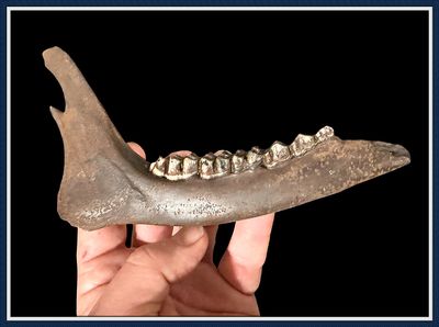 ~ Impressive Near Complete ~ Ice Age Deer Jaw ~