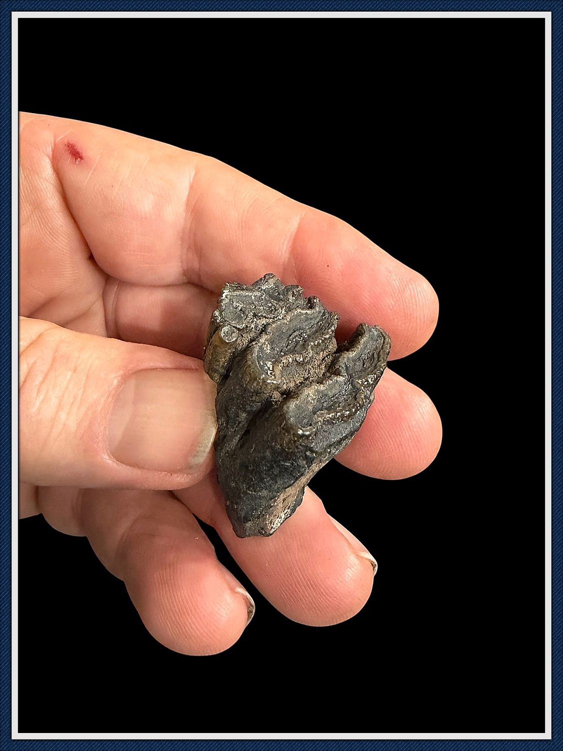~ Juvenile Mammoth Tooth Partial ~