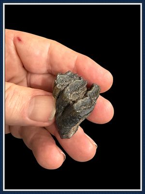 ~ Juvenile Mammoth Tooth Partial ~