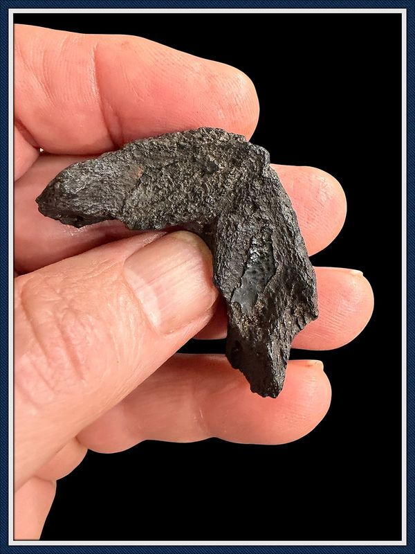 Rock Hard ~ Very Old Ice Age Turtle Jaw ~
