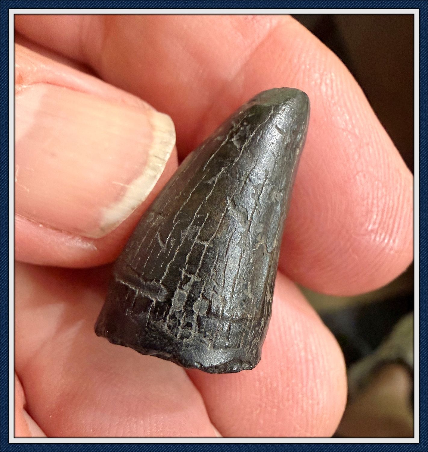 ~ Santa Fe River ~ Big Ice Age Alligator Tooth ~