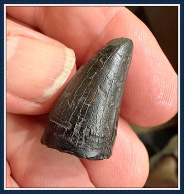 ~ Santa Fe River ~ Big Ice Age Alligator Tooth ~