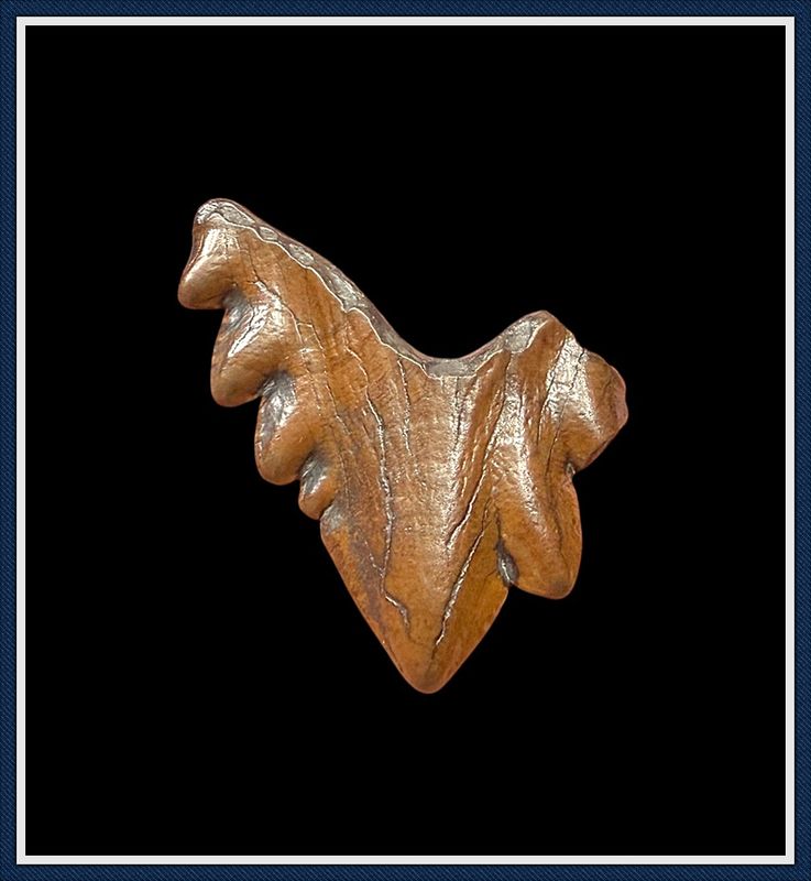 ~ Suwannee River Florida ~ Eocene Whale ~ Zygorhiza Back Tooth ~