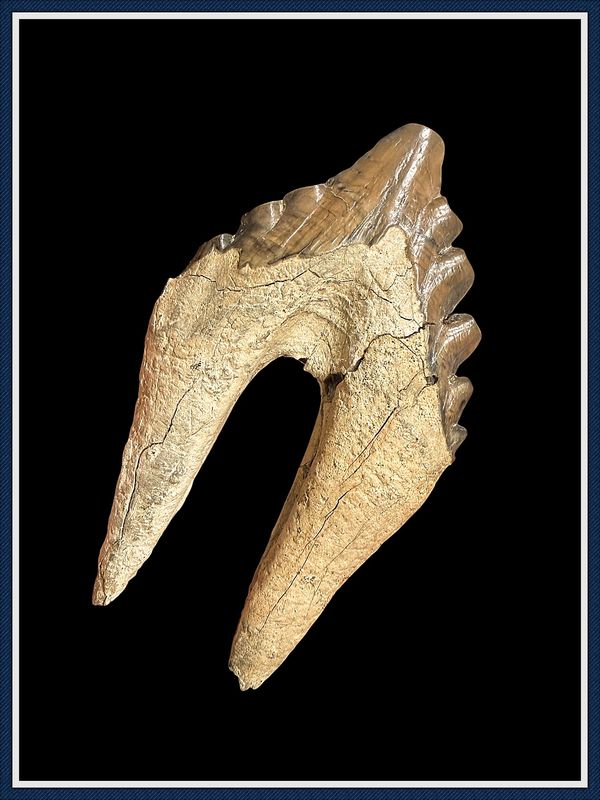 ~ South Carolina ~ Huge Eocene Whale ~ Zygorhiza Fully Rooted Back Tooth