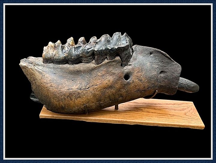 ~ Withlacoochee River Florida ~ Mastodon Jaw with Teeth ~