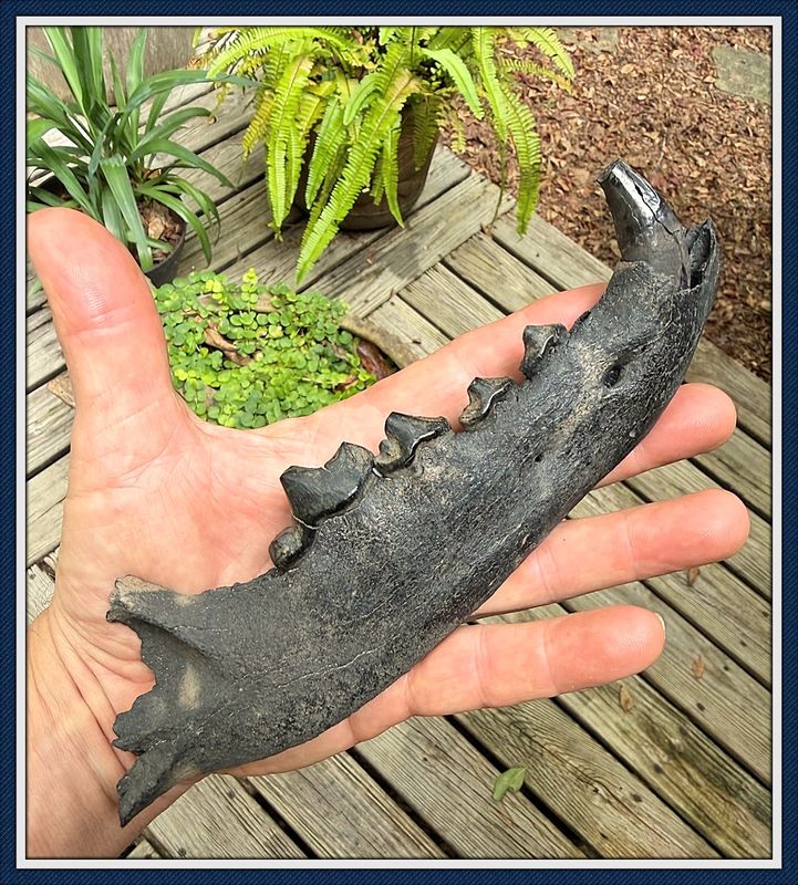 ~ Withlacoochee River Florida ~ Dire Wolf Jaw with Teeth ~