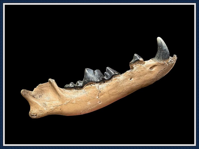 ~ Withlacoochee River Florida ~ Dire Wolf Jaw with Teeth ~ No.2