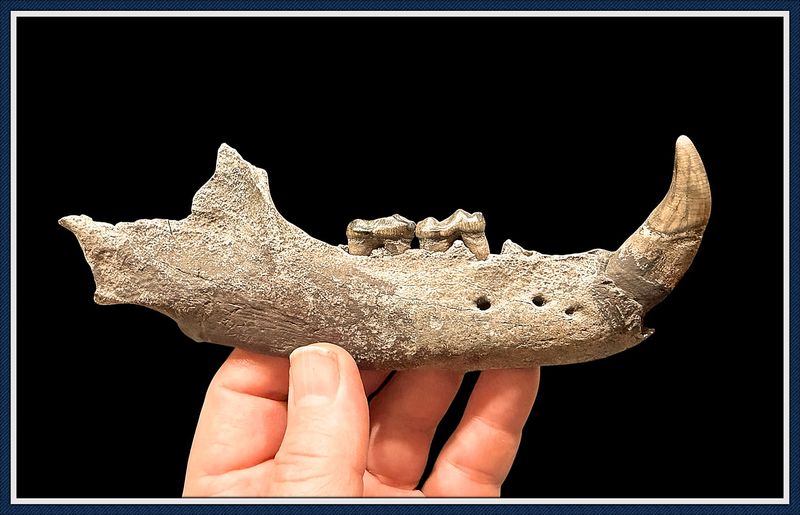~ Withlacoochee River Florida ~ Ice Age Fossil ~ Extinct Spectacled Bear Jaw with Teeth ~